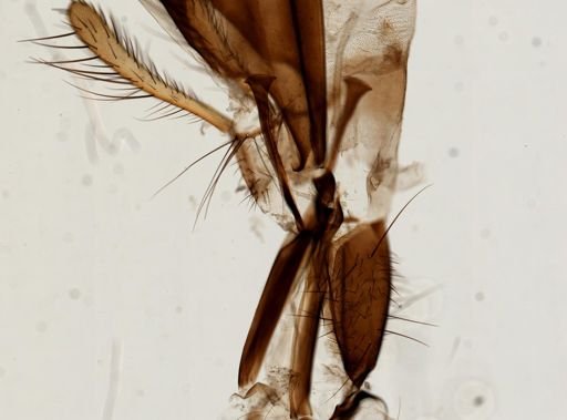 Muscidae