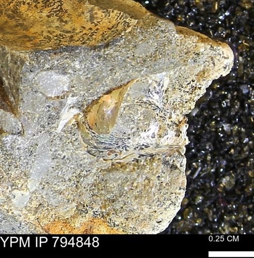 undet. Mollusca
