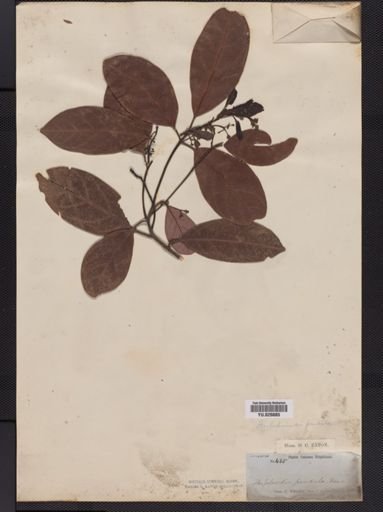Beilschmiedia pendula