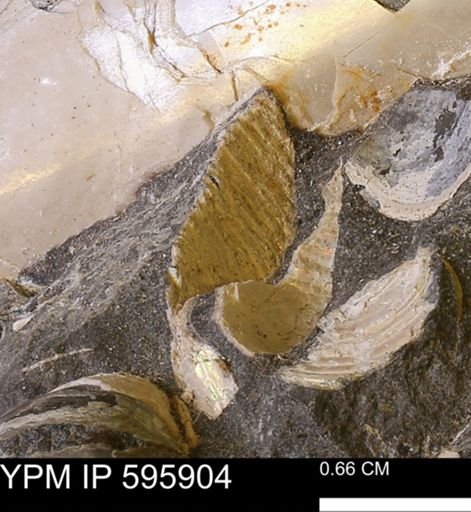 undet. Ammonoidea