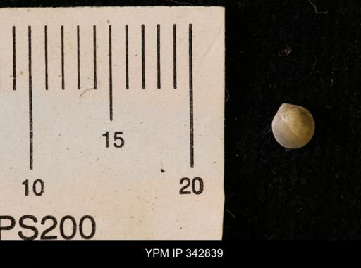 Protocardia sp.