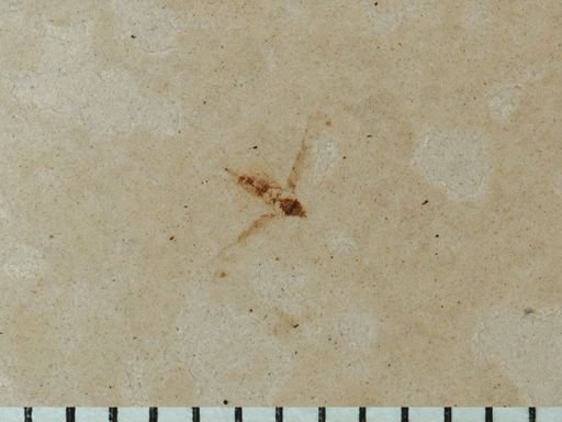 Auchenorrhyncha?