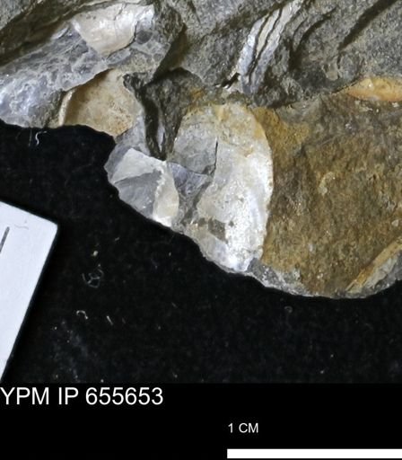 Pseudoptera?