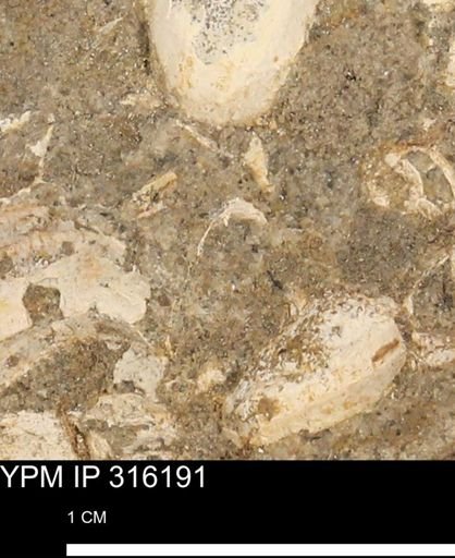 undet. Mollusca