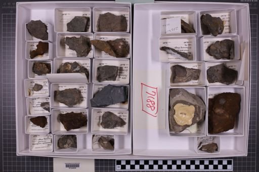 mixed taxa, stratigraphic collection