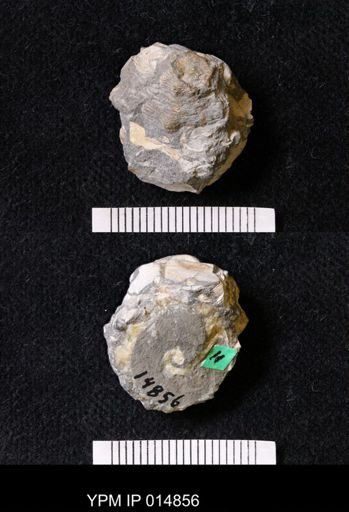 Volutoderma venusta