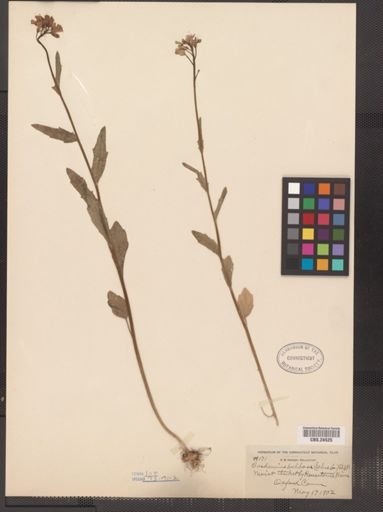 Cardamine bulbosa