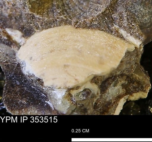 Limopsis striatopunctatus