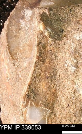 undet. Bivalvia