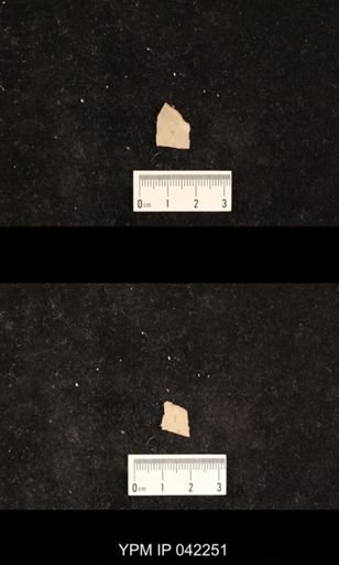 undet. Mecoptera
