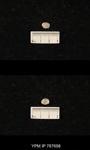Brachiopoda