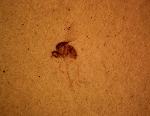 undet. Dolichopodidae