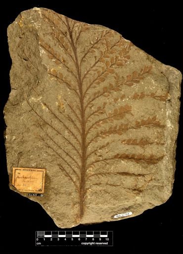 Archaeopteris jacksoni