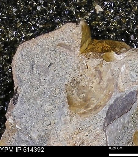 Limopsis striatopunctatus