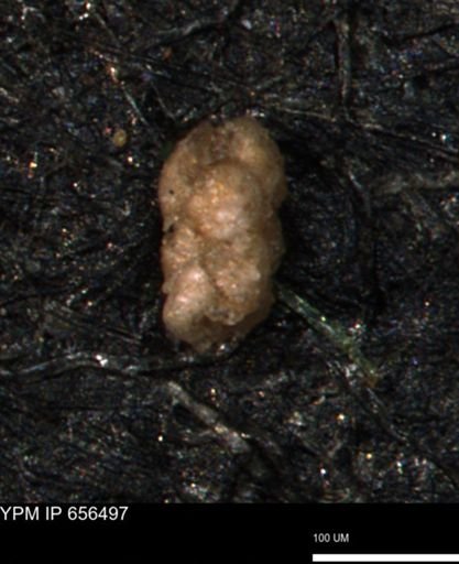 Verneuilina canadensis