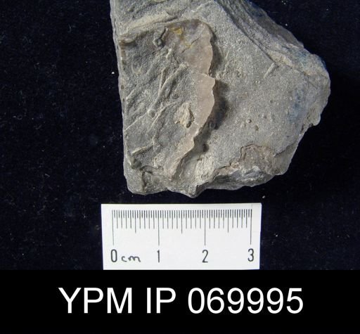 Strophomena semiovalis