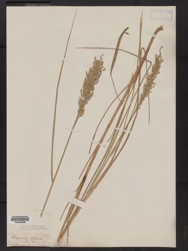 Glyceria obtusa