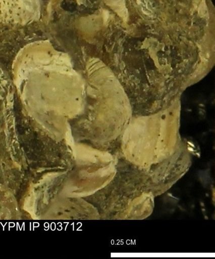 Corbulamella?