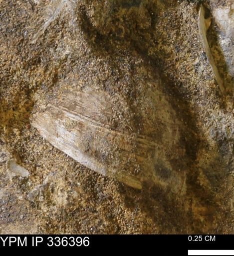 undet. Bivalvia