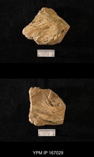 Brachiospongia digitata