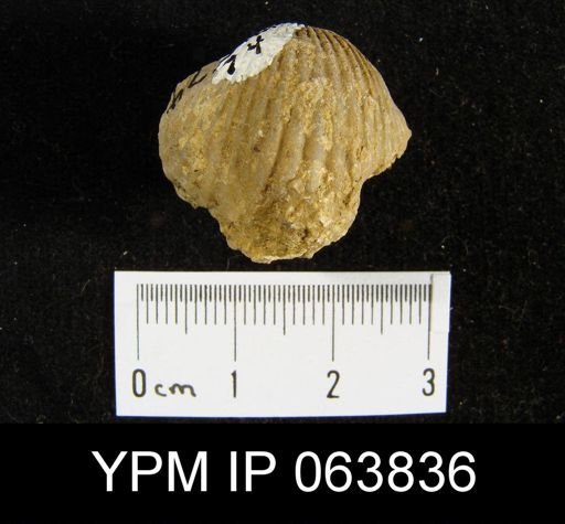 Trigonirhynchia tennesseensis