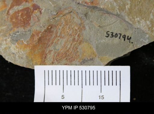 undet. Graptolithina