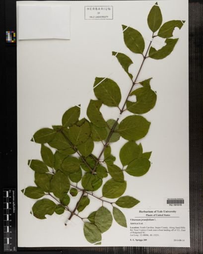 Plantae