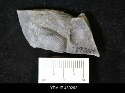 Paleoneilo emarginata