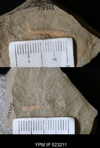 undet. Ichnofossil