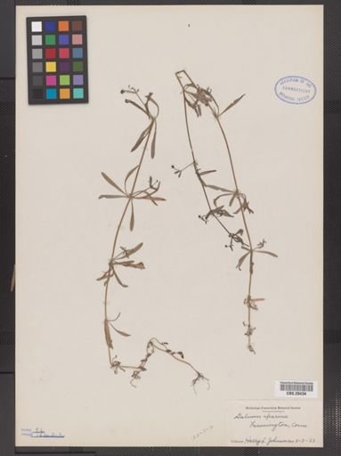 Galium aparine