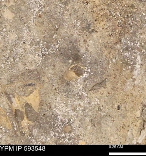 taxon undetermined