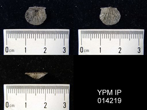 Stropheodonta erratica fissicosta