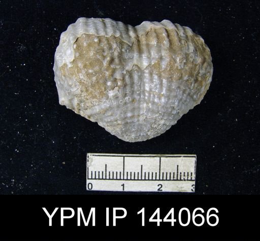 Productus (Dictyoclostus) indicus