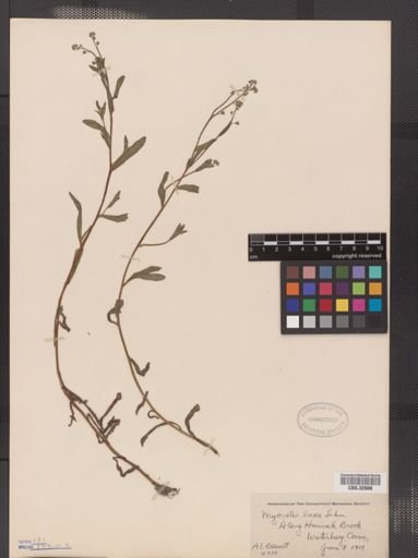 Myosotis laxa