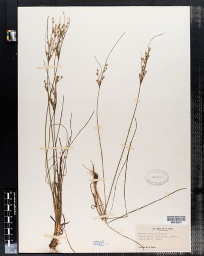 Juncus tenuis