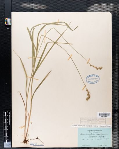 Carex normalis