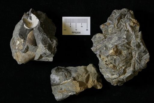 Baculites sp.