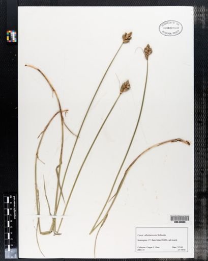 Carex albolutescens