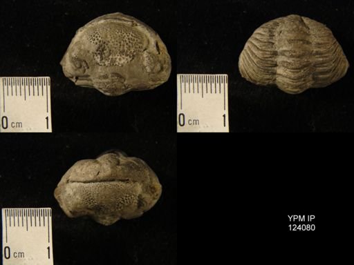 Phacops rana
