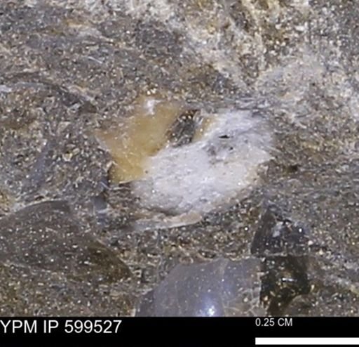 Protocardia subquadrata