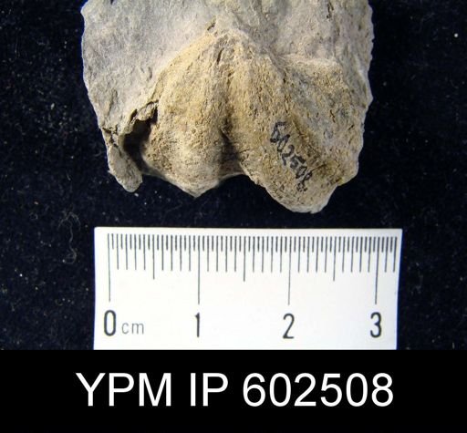 Macropleura sp.