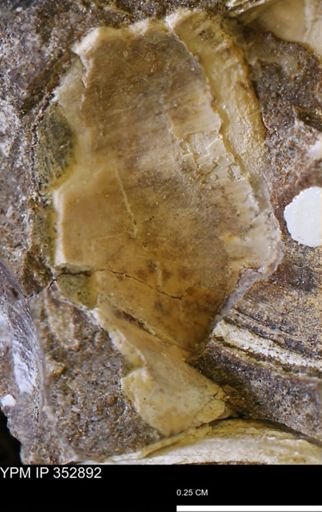 undet. Mollusca