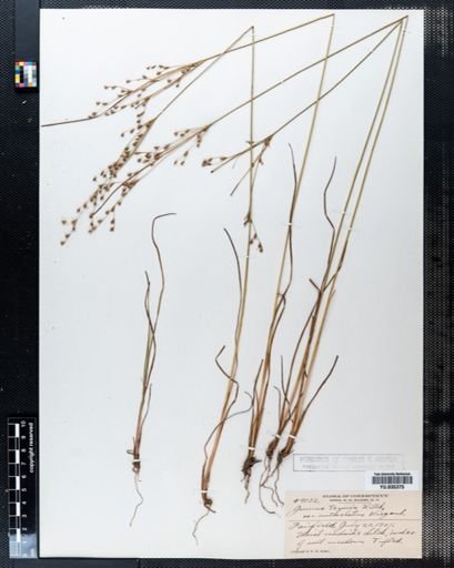 Juncus tenuis