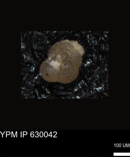 undet. Foraminiferida