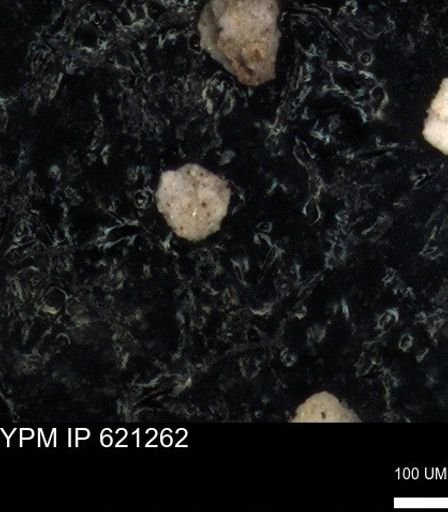 undet. Foraminiferida