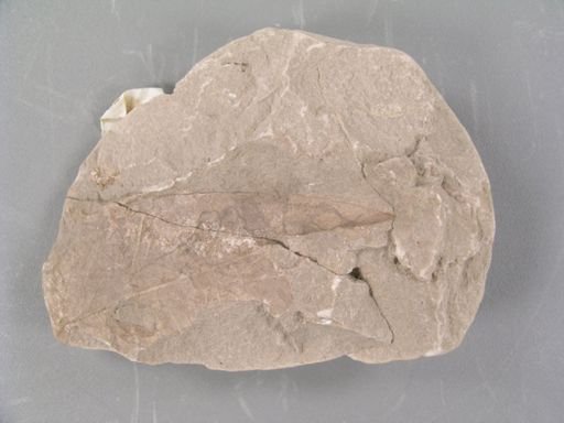 Magnolia tenuinervis