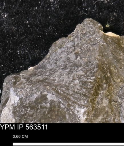 Oxytoma (Hypoxytoma) nebrascana