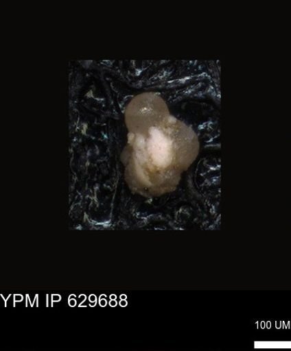 undet. Foraminiferida