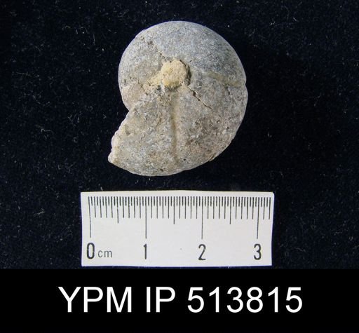 undet. Ammonoidea