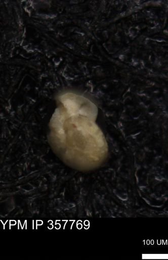 undet. Foraminiferida